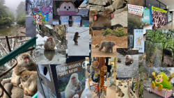 Monkey Parks in Japan Monkey Parks in Japan